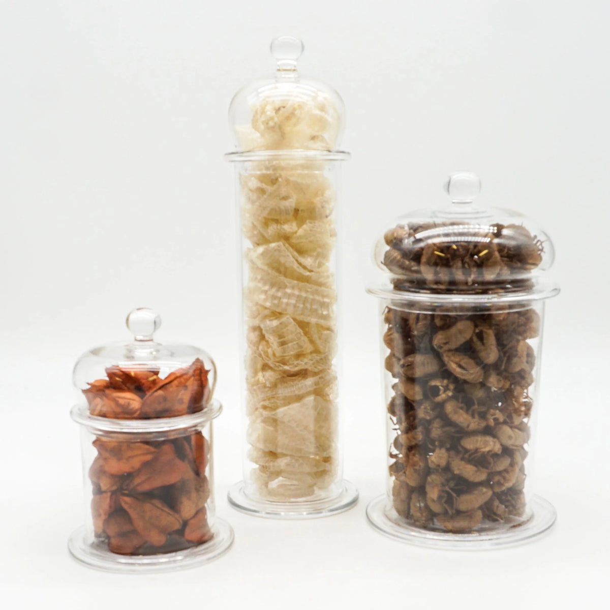Specimen Jar Trio