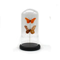 Double Butterfly