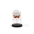 Tiger Moth