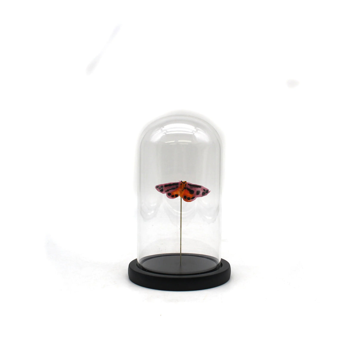 Sunset Moth