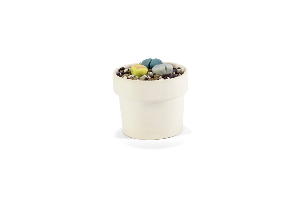 Planter Cup