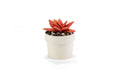 Planter Cup